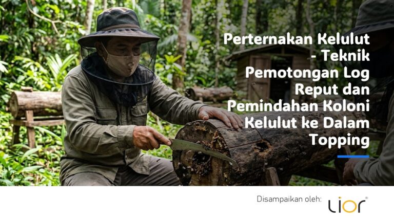 Perternakan Kelulut – Teknik Pemotongan Log Reput dan Pemindahan Koloni Kelulut ke Dalam Topping – Lior Farm