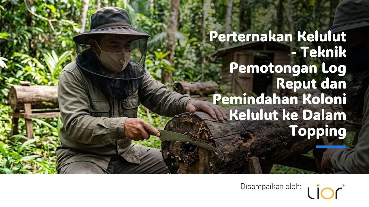 Perternakan Kelulut - Teknik Pemotongan Log Reput dan Pemindahan Koloni Kelulut ke Dalam Topping - Lior Farm